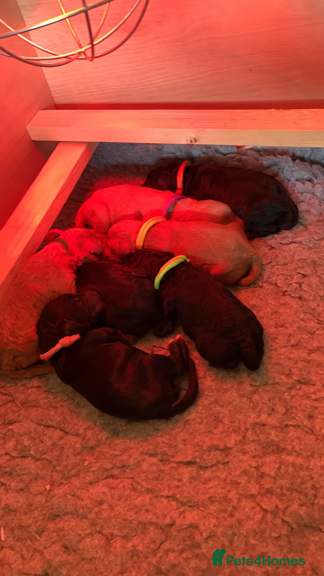 Labradoodle dogs for sale: F1b Miniature Labradoodle Puppies  - Image 2