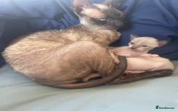 Cornish Rex cats for sale: Cornish Rex boys x2  - Image 9