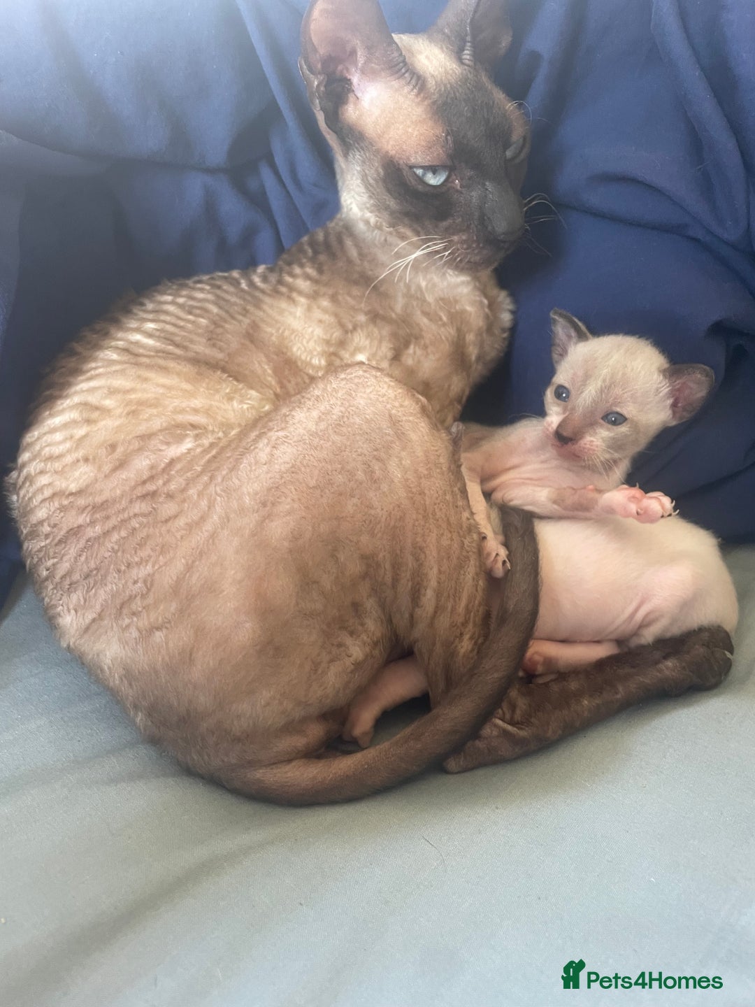 Cornish Rex cats for sale: Cornish Rex boys x2  - Image 9