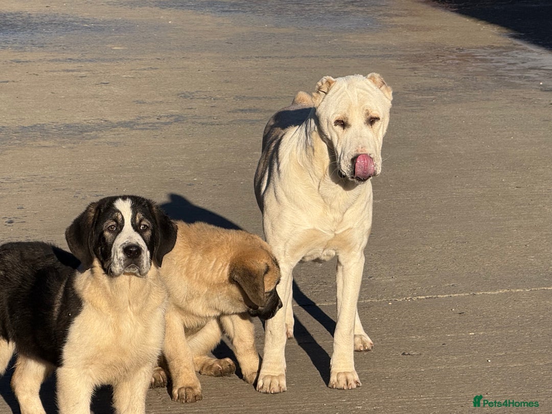 Mixed Breed dogs for sale: Alibi x Caucasian Shepherd pups - Advert 3