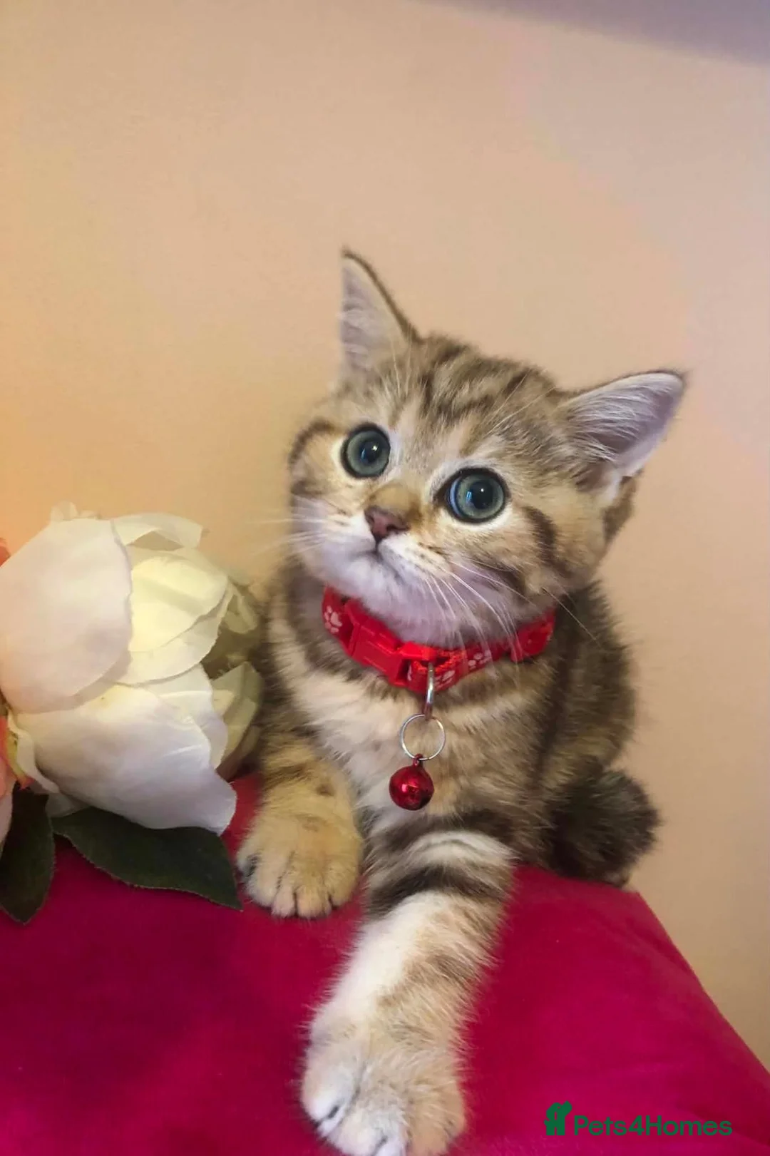 British Shorthair cats for sale: British shorthair kittens  - Advert 2