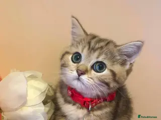 British Shorthair cats British shorthair kittens - Advert 5