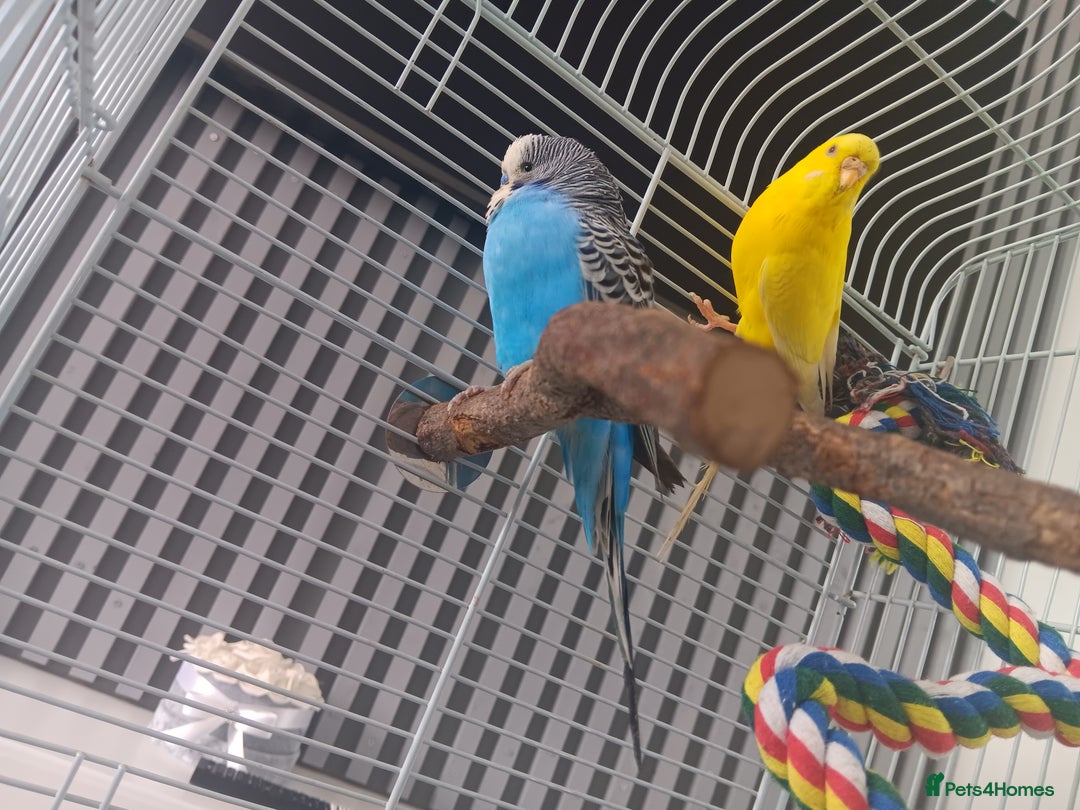 Budgerigars birds for sale: 2 budgies with cage  - Image 2