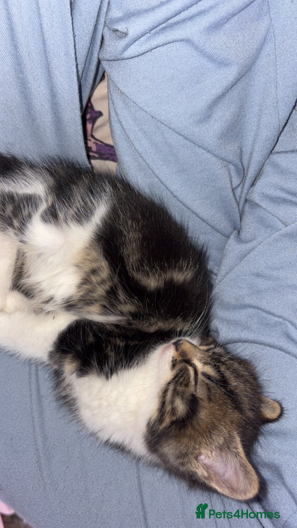 Mixed Breed cats for sale: 5 friendly playful mixed tabby kittens - Advert 15