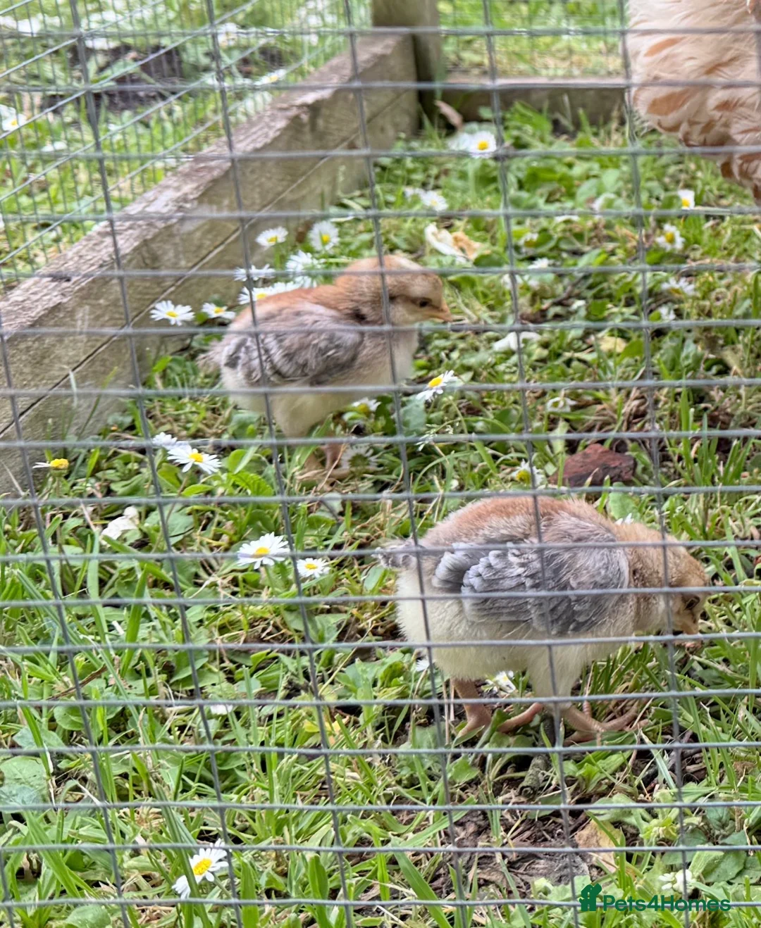 Chickens poultry for sale: Cream Crested Legbar Chicks (male) in Wedmore - Advert 3