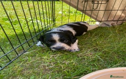 English Springer Spaniel dogs for sale: Working springer spaniels  - Image 17