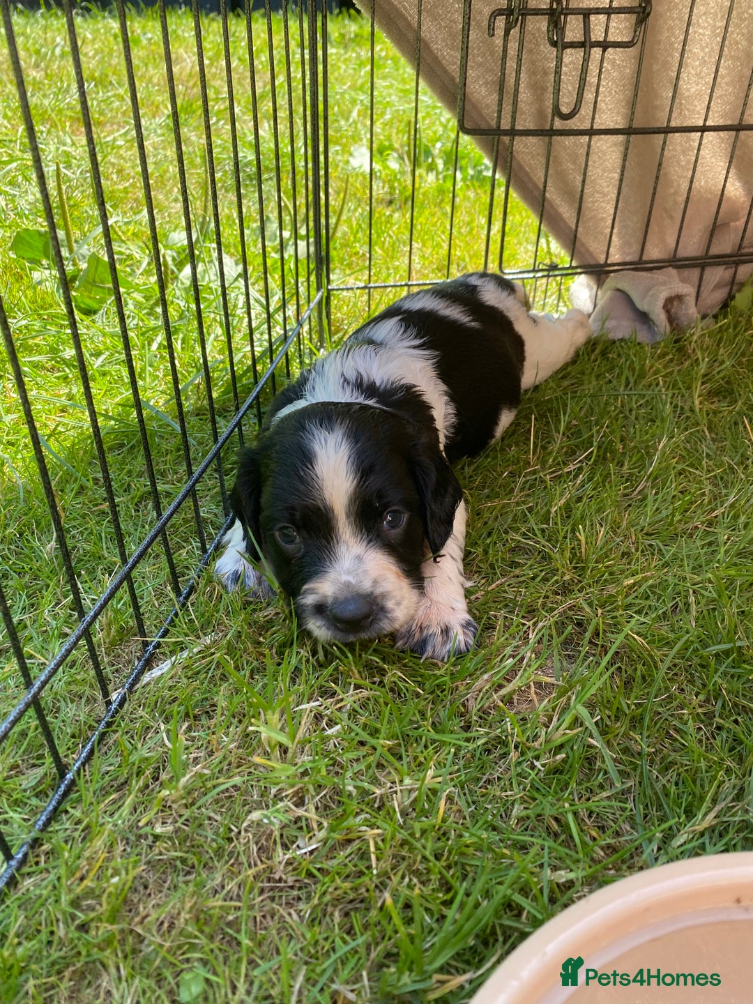 English Springer Spaniel dogs for sale: Working springer spaniels  - Image 17