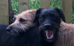 Whippet dogs for sale: Whippet Lurcher - Image 8