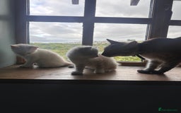 Mixed Breed cats for sale: Male Kitten for sale!  - Image 8