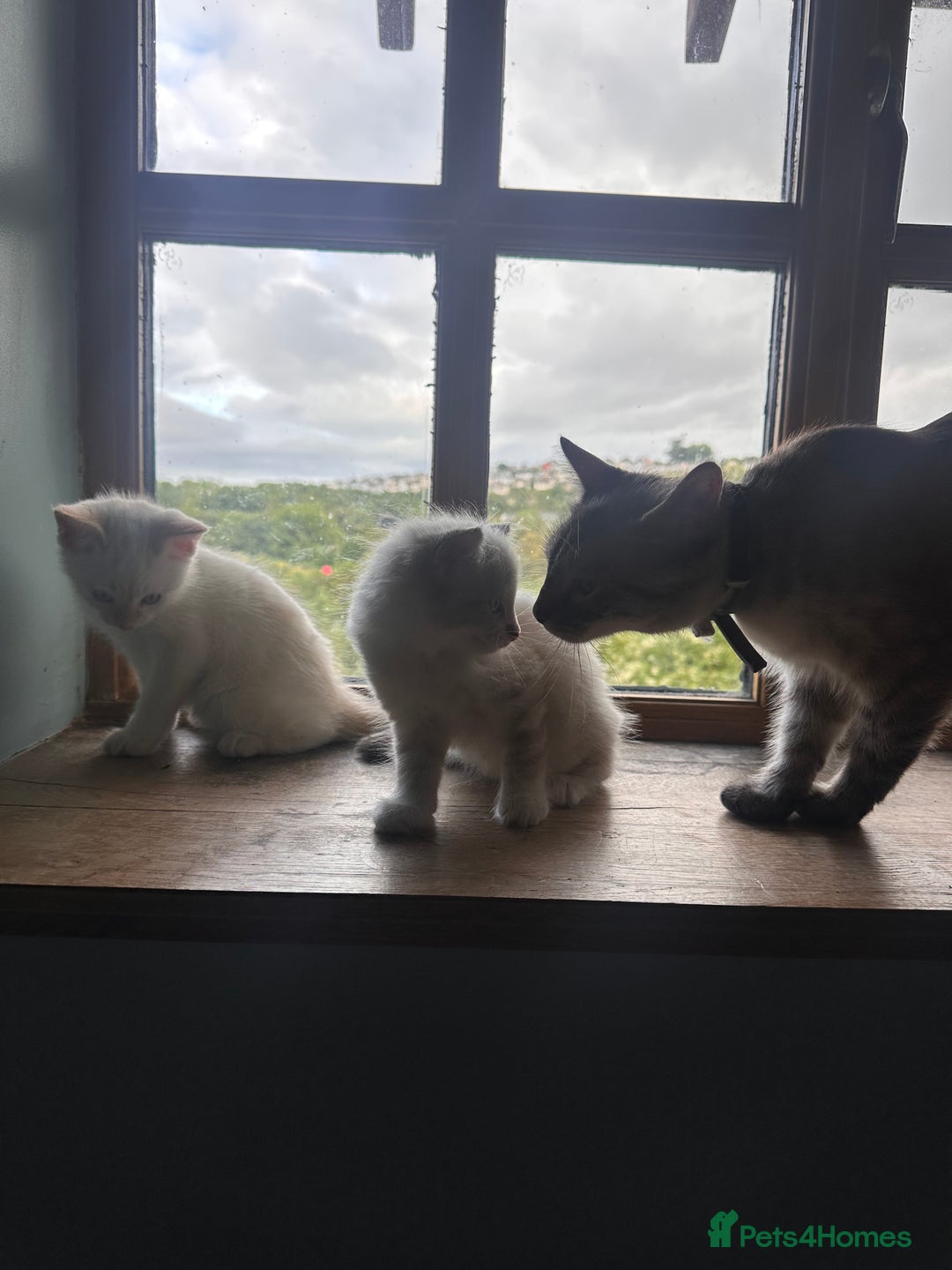 Mixed Breed cats for sale: Male Kitten for sale!  - Image 8