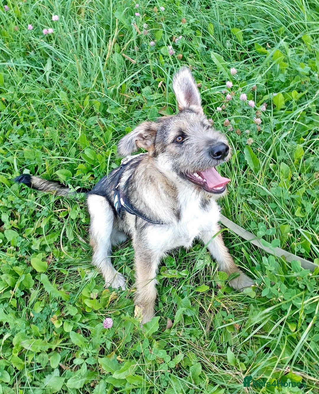 Border Terrier dogs for adoption: Berta – The Little Fighter Who Refused to Give Up - Advert 5