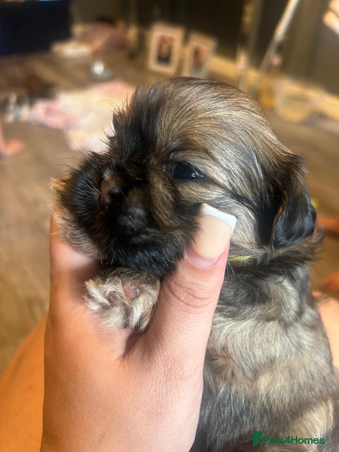 Shih Tzu dogs for sale: Shihtzu Puppies Available for reserve - Image 8