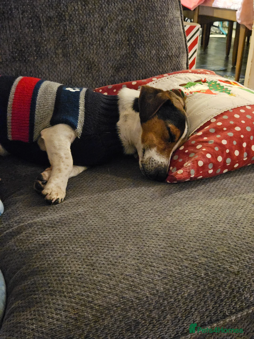 Jack Russell dogs for sale: Jack russel boy - Advert 3