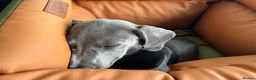 Miniature Dachshund dogs for stud: Blue KC Registered Miniature Daschund STUD in London - Advert 6