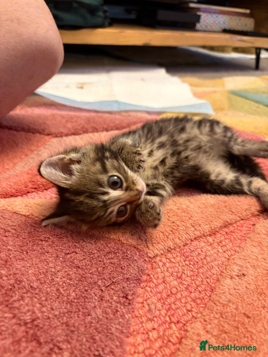 Bengal cats for sale: Beautiful Bengal x tabby 2 girls available  - Image 6