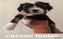 Tibetan Terrier dogs for sale: Tibetan Terrier puppies for sale  - Image 9
