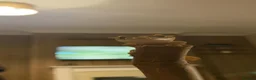 Gecko reptiles for sale: crested gecko in Middlesbrough - Advert 4