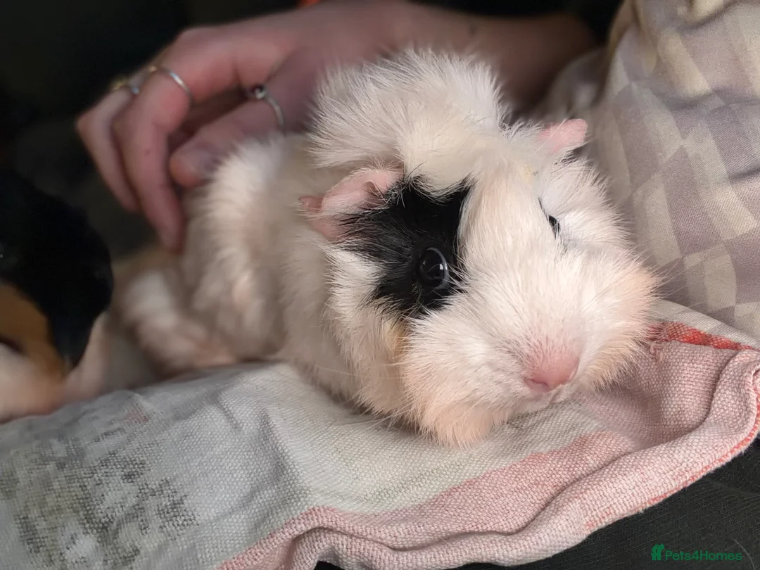 Guinea Pig rodents for sale: 2 Female Guinea pigs (price is for both, + cage)  in Bury Saint Edmunds - Advert 2