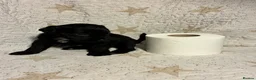 Mixed Breed dogs for sale: Staffypoo’s - Advert 21