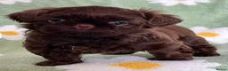 Shih Tzu dogs for sale: Beautiful imperial Shih Tzu  - Advert 3