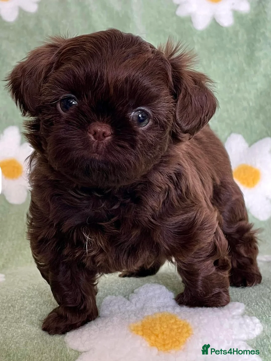 Shih Tzu dogs for sale: Beautiful imperial Shih Tzu  - Advert 3