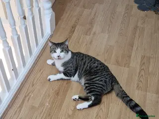 Domestic Shorthair cats Cat available today - Advert 1