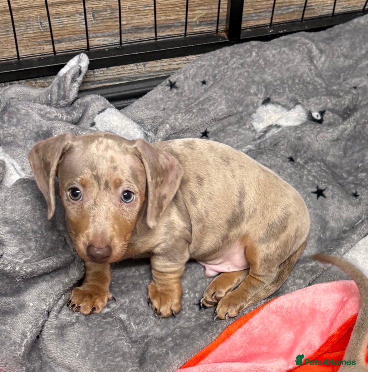 Miniature Dachshund dogs KC REGISTERED LAST BOY dachshund - Advert 9