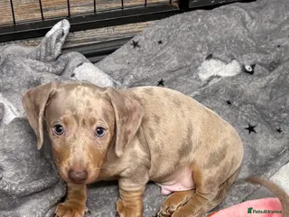 Miniature Dachshund dogs KC REGISTERED LAST BOY dachshund - Advert 9