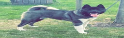 Akita dogs for sale: Beautiful American Akita Puppies - Advert 9