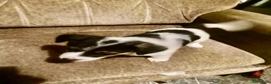 Jack Russell 2
