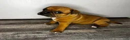Staffordshire Bull Terrier dogs for sale: 🔥READY! KCREG STAFFY PUPPS–OUTSTANDING QUALITY 🔥 - Advert 21