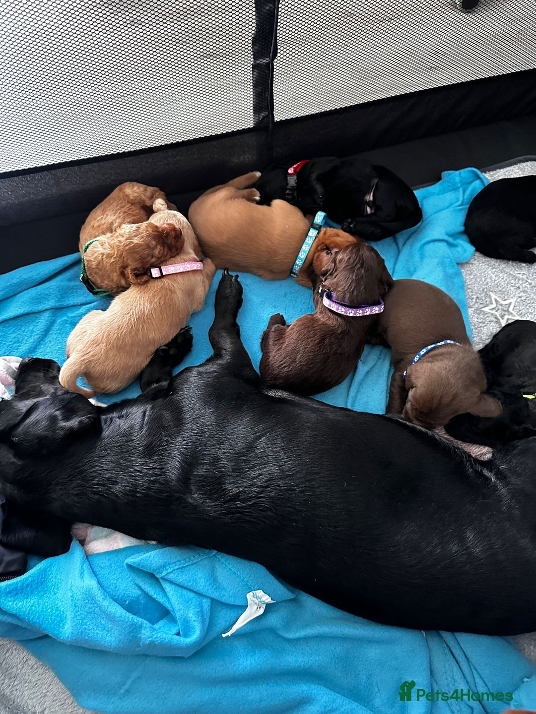 Doxiepoo dogs for sale: Stunning Doxiepoo Puppies for sale  - Advert 8