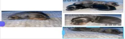 Dachshund dogs for sale: Dachshund puppies  - Advert 2