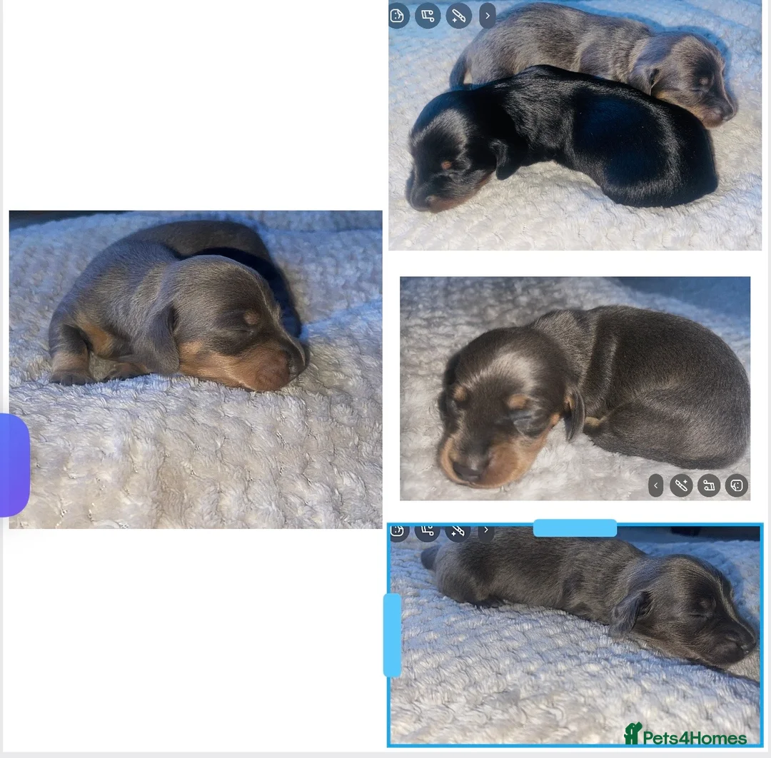 Dachshund dogs for sale: Dachshund puppies  - Advert 2