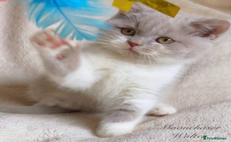 British Shorthair cats - Advert 13