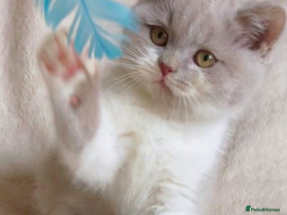 British Shorthair cats - Advert 19