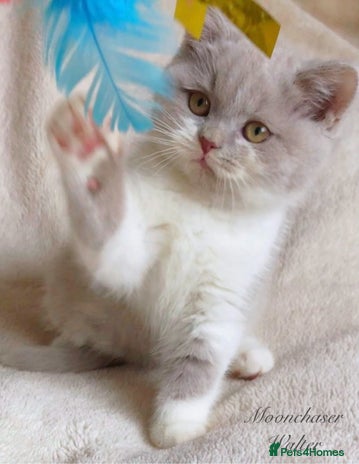 British Shorthair cats - Advert 12