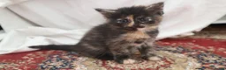 Mixed Breed cats for sale: 4 kittens, 2 boys 2 girls  - Advert 10