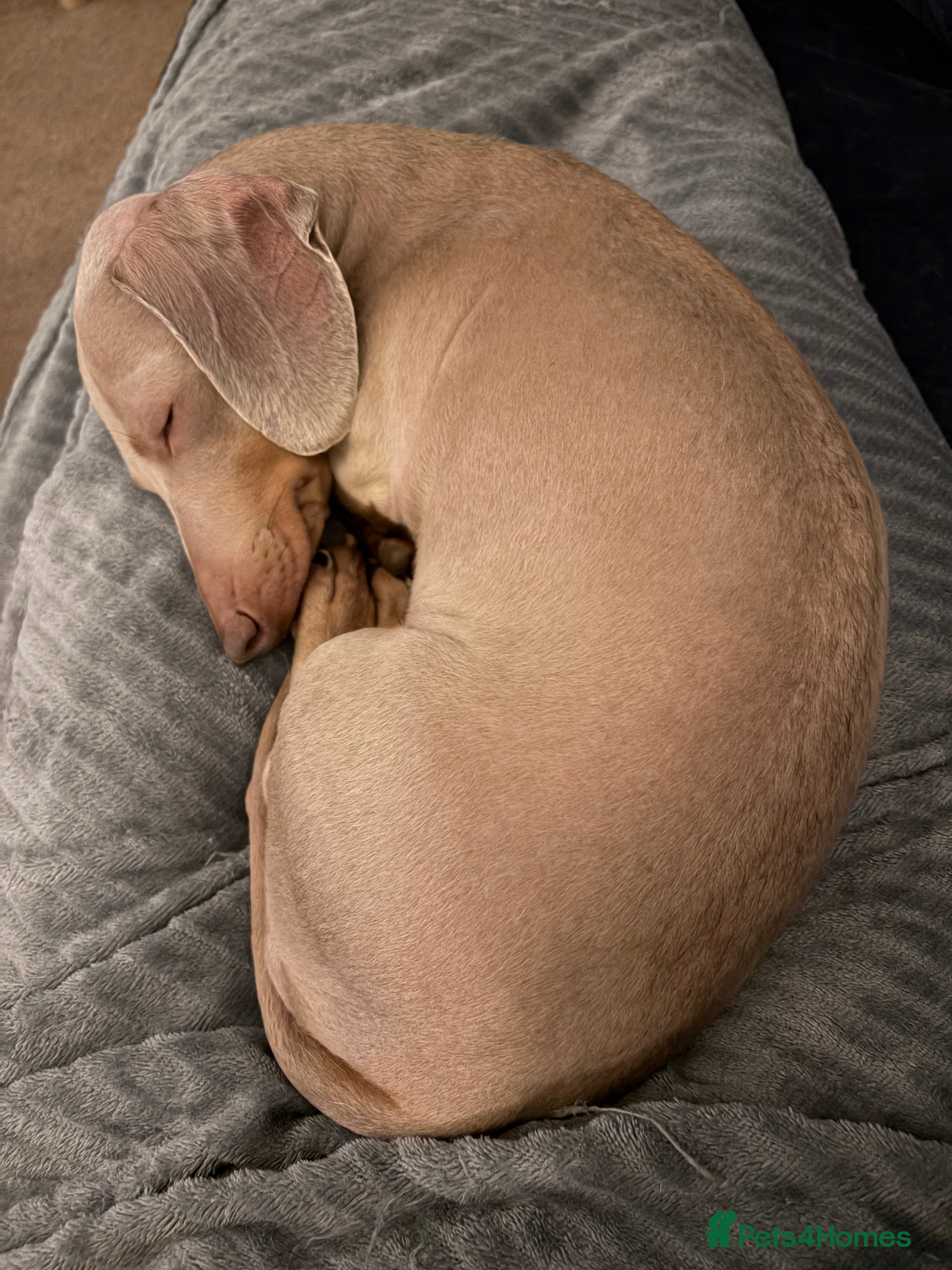 Miniature Dachshund dogs Winnie: beautiful 4yo mini dachshund, Derbyshire - Advert 7