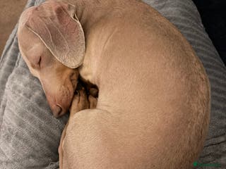 Miniature Dachshund dogs Winnie: beautiful 4yo mini dachshund, Derbyshire - Advert 10