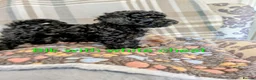 Toy Poodle dogs for sale: Toy poodle girls KC , fully vac 12 weeks old  - Advert 17