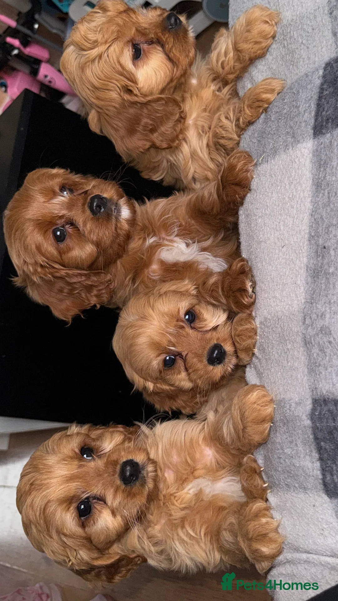 Cavapoo dogs for sale: Cavapoo Puppies - Advert 1