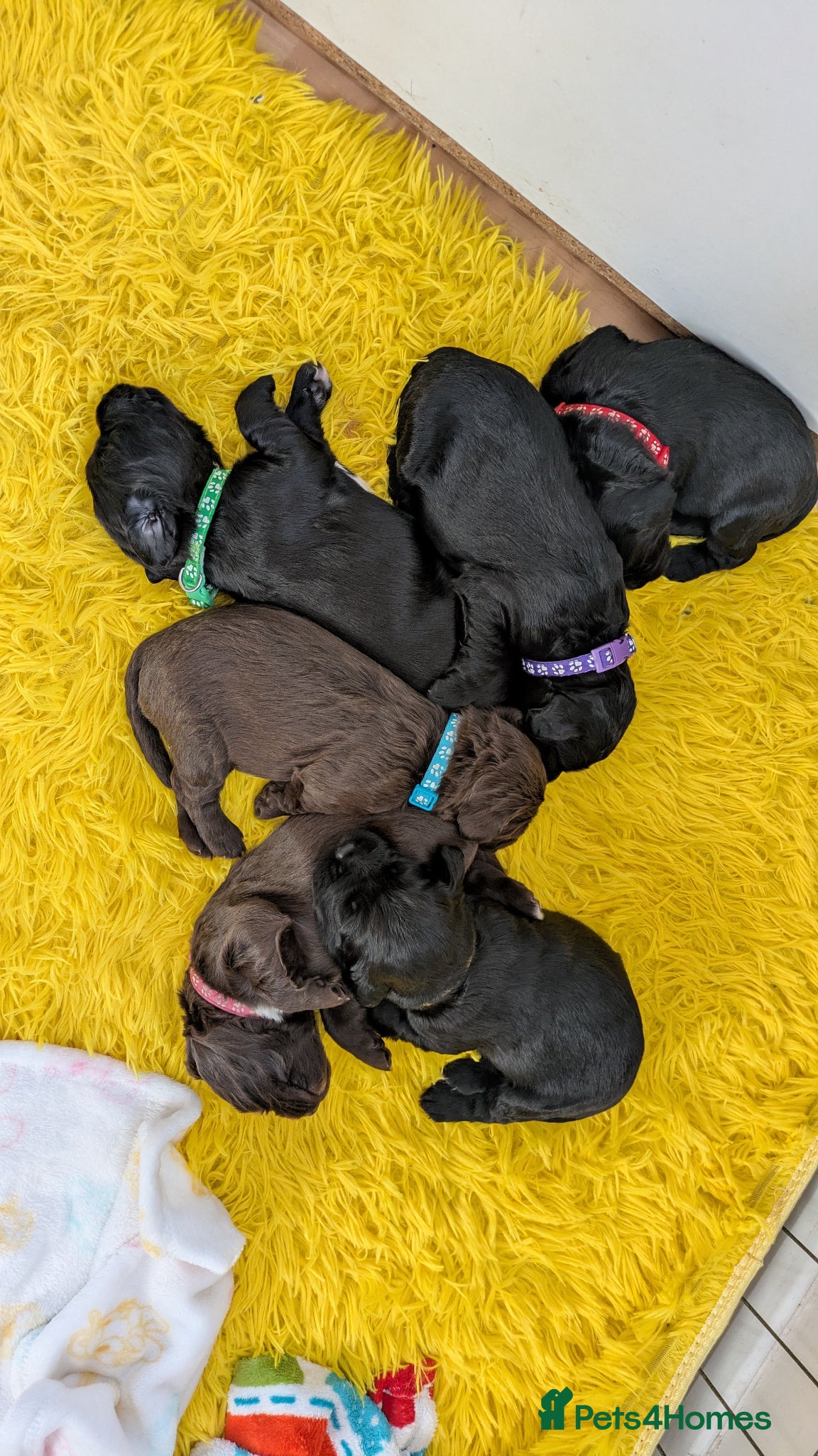 Sprocker dogs for sale: Sprocker puppies in Scunthorpe - Advert 1