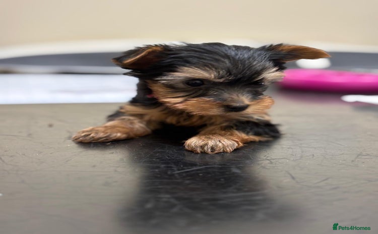 Yorkshire Terrier dogs Lovely KC Yorkie pups show quality ozmillion champ - Advert 10