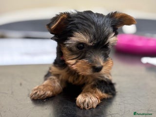 Yorkshire Terrier dogs Lovely KC Yorkie pups show quality ozmillion champ - Advert 3