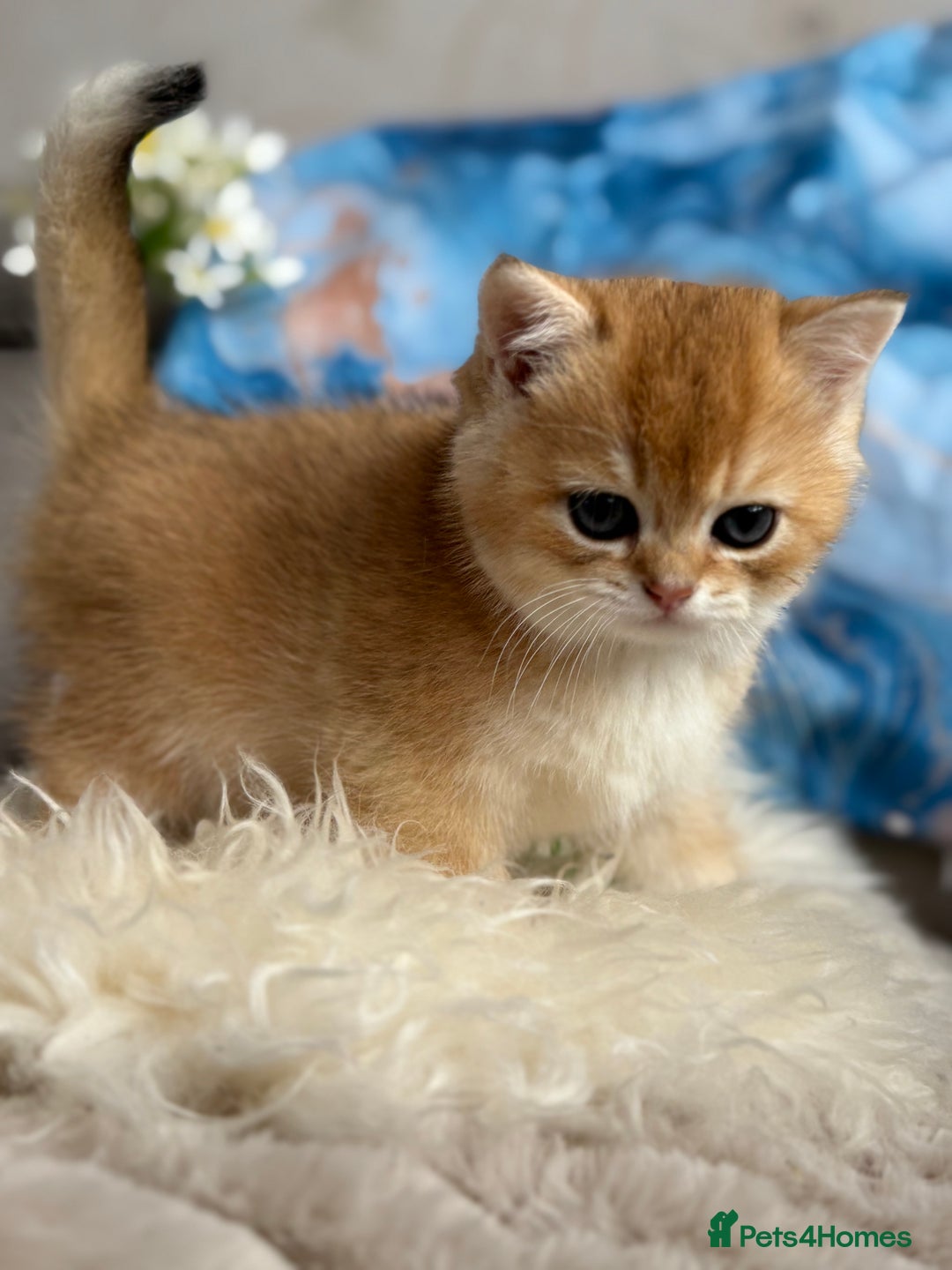 British Shorthair cats for sale: 🌟 Last two beautiful  Golden BSH girls 🌟 - Advert 23