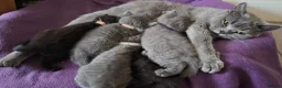 British Shorthair cats for sale: Beautiful British Shorthair Cross Kittens - Advert 6