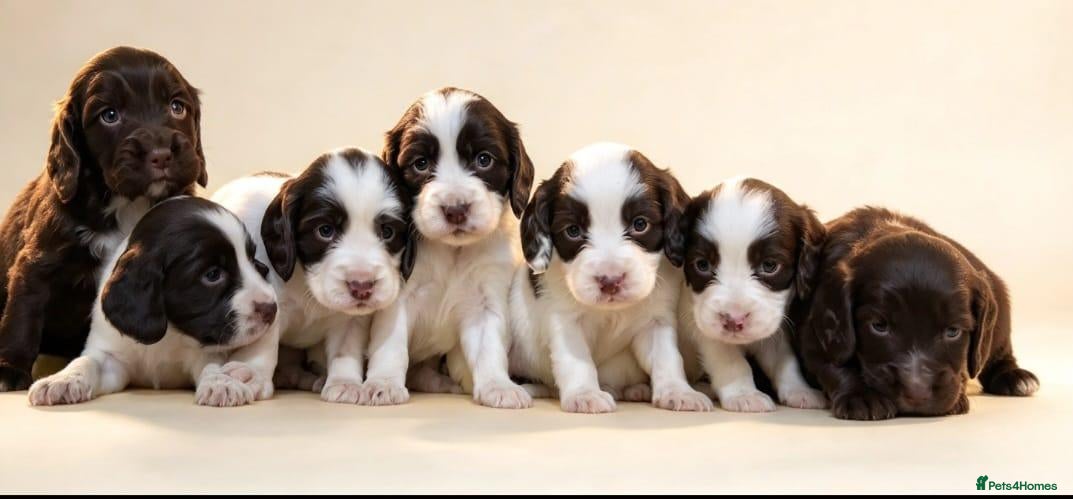 Sprocker dogs Beautiful spring spaniel - Advert 17