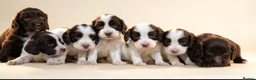Sprocker dogs for sale: Beautiful spring spaniel in Barnsley - Advert 1