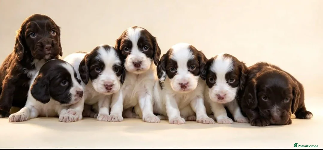 Sprocker dogs for sale: Beautiful spring spaniel in Barnsley - Advert 1